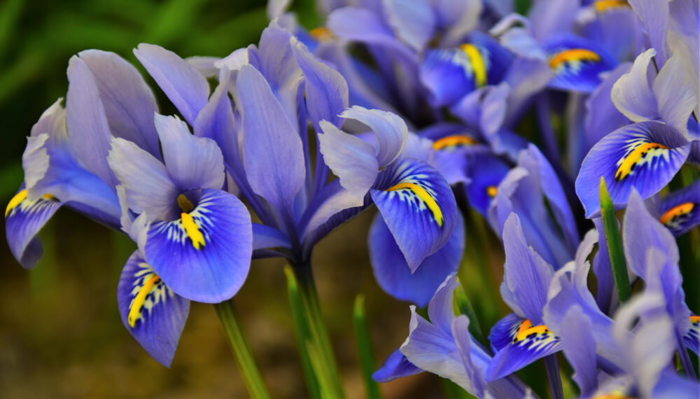 Irises symbolize faith, hope, and wisdom