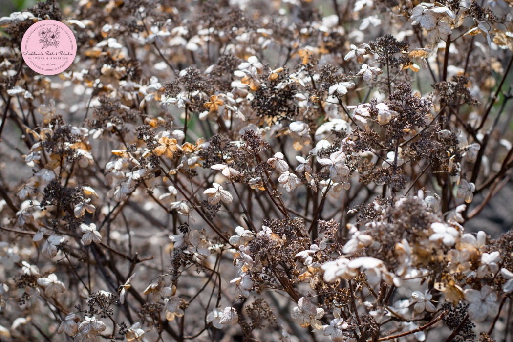 Air Drying Flowers