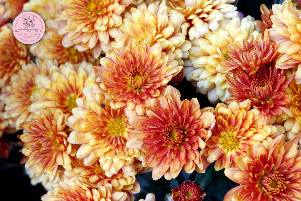 Chrysanthemum