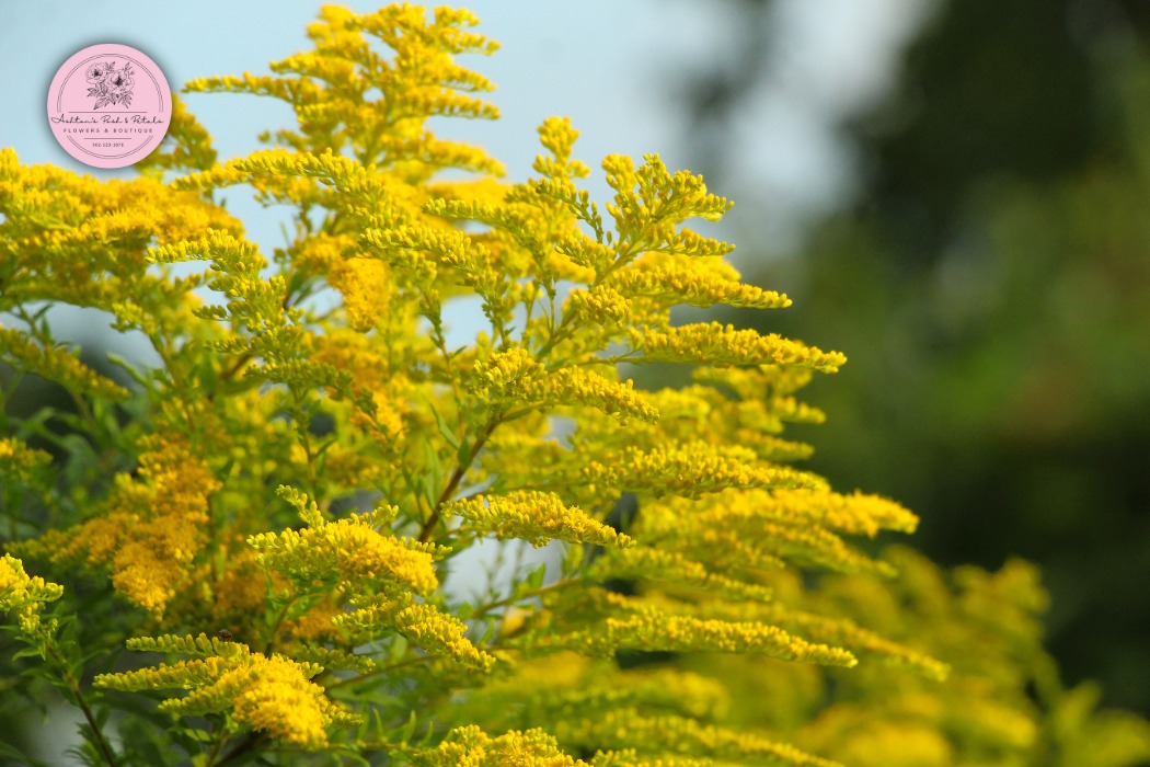 Goldenrod