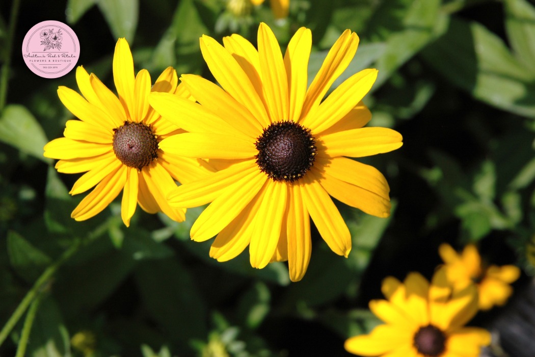 Black-Eyed Susan