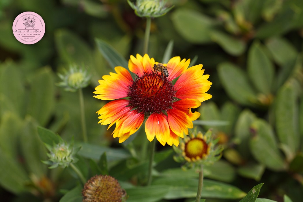 Gaillardia