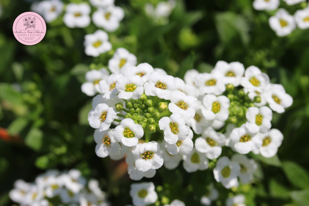 Sweet Alyssum
