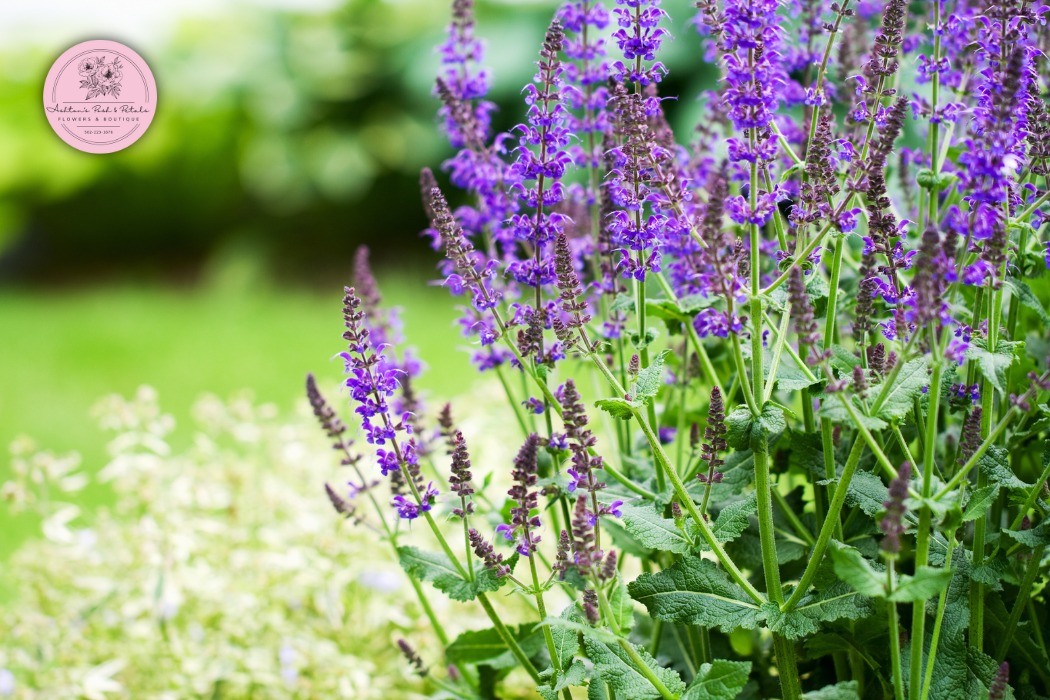 Salvia