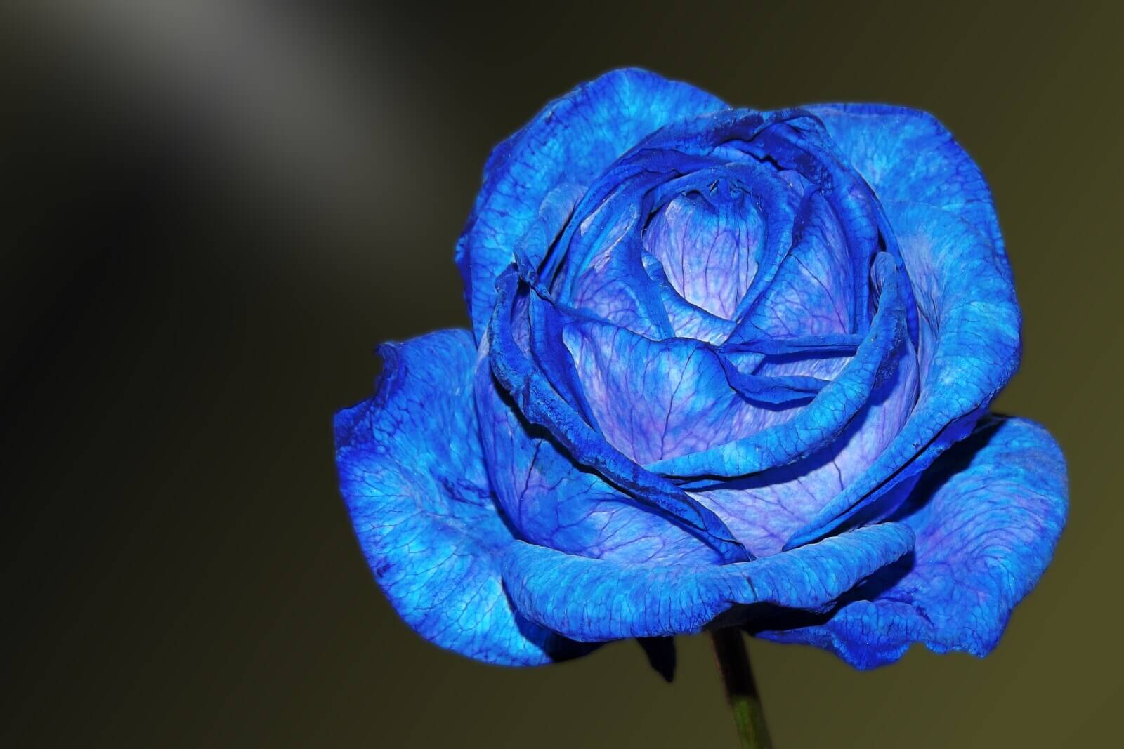 Blue rose meaning