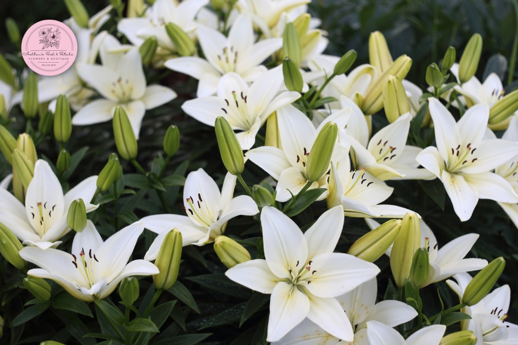 Lilies