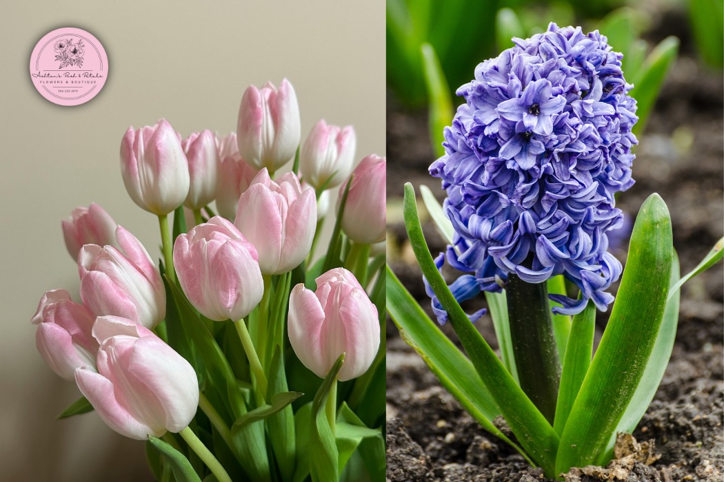 Tulips and Hyacinths