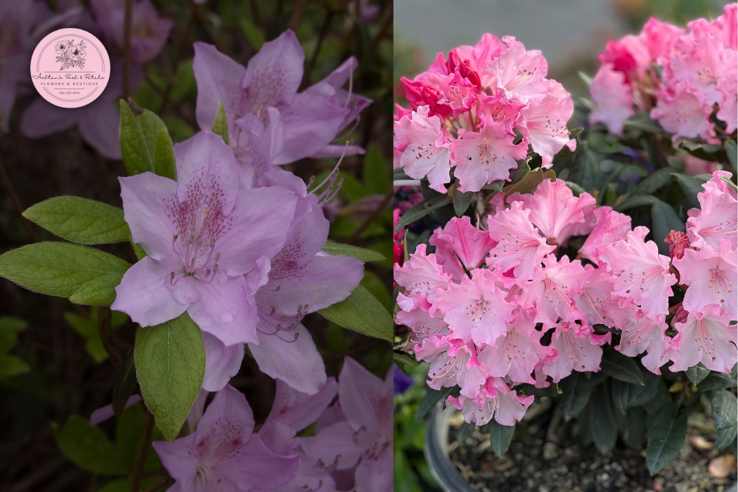Azaleas and Rhododendrons