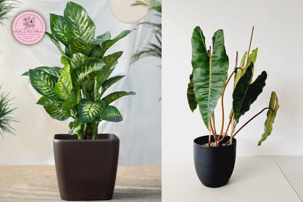 Dieffenbachia and Other Aroids