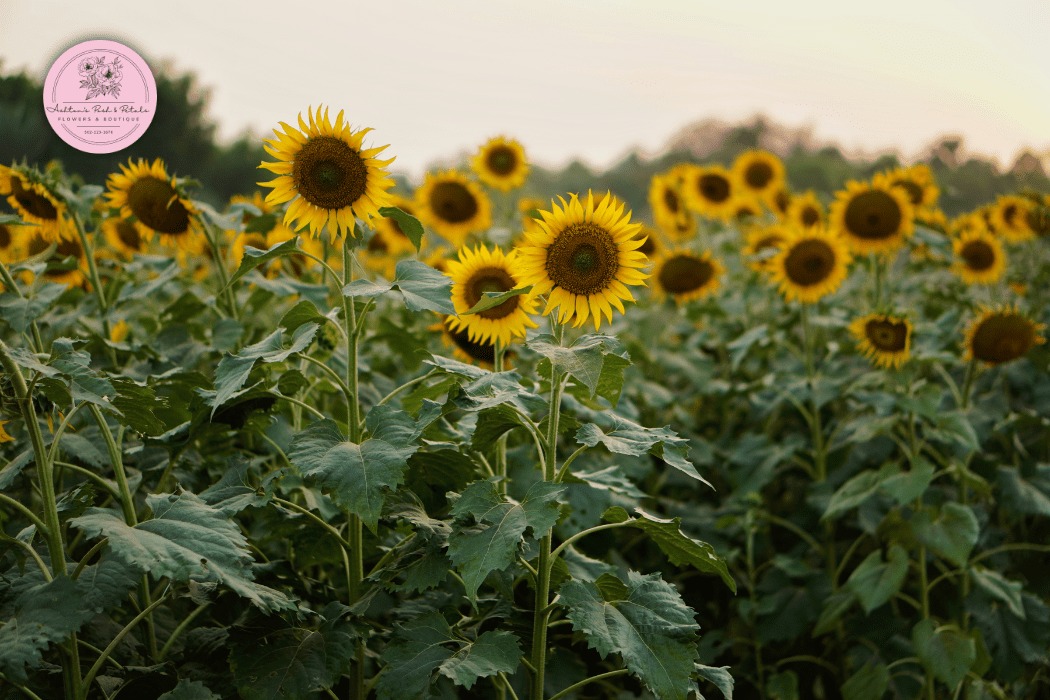 What is the Right Location to Grow Sunflowers?