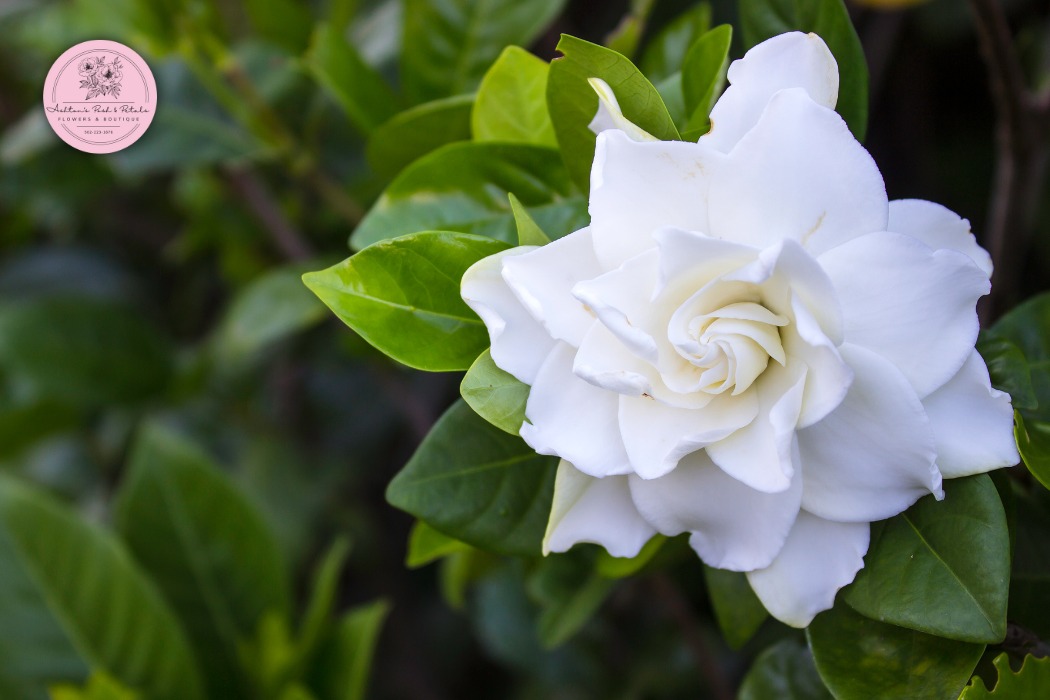 Gardenia