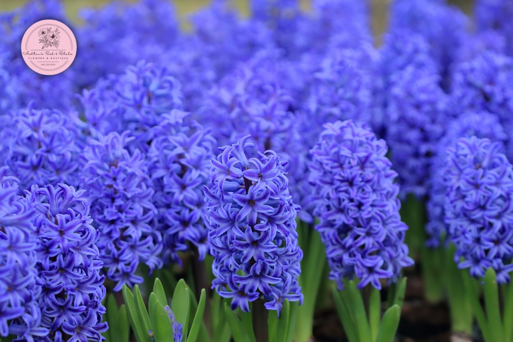 Hyacinth