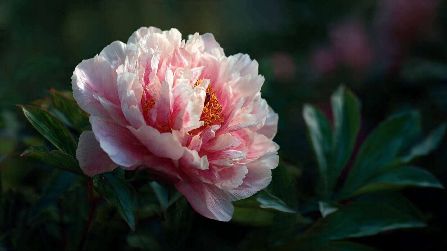 Peony flower Meaning: Honor, Renewal, and Slight Nostalgia