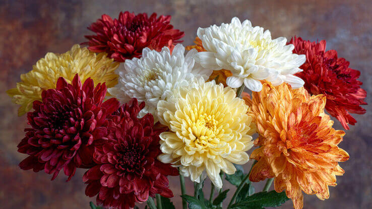 Chrysanthemums - Thanksgiving flower arrangement
