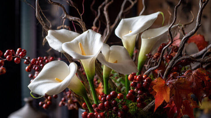 Calla Lilies Thanksgiving flowers