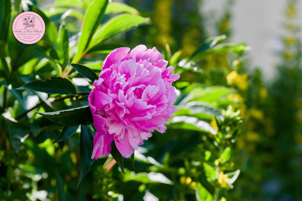 Peony