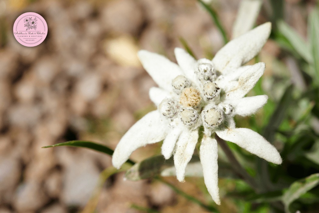 Edelweiss