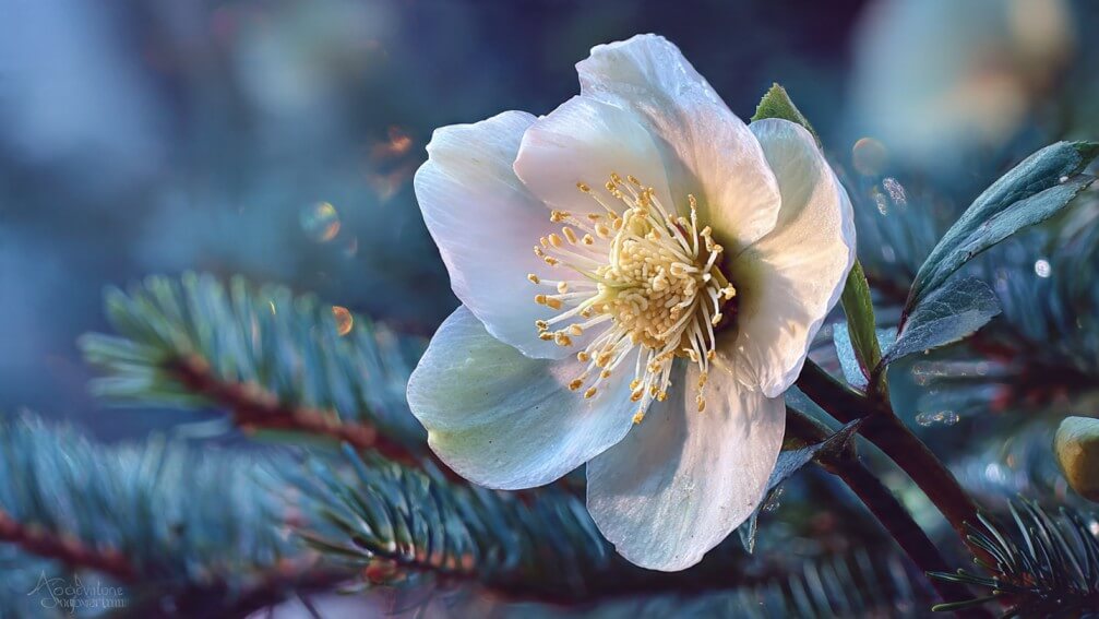 Christmas Rose meaning and history