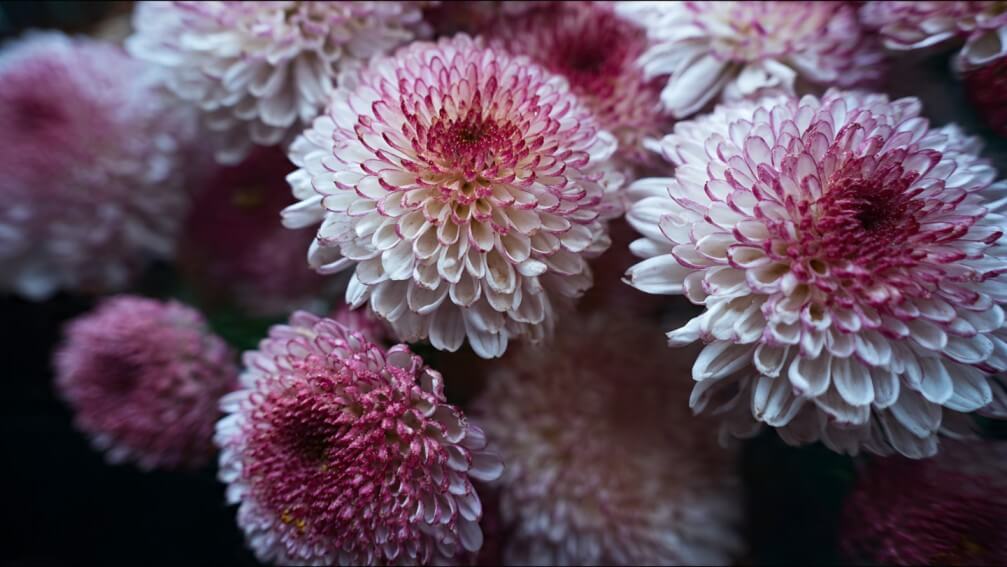 Chrysanthemums meaning