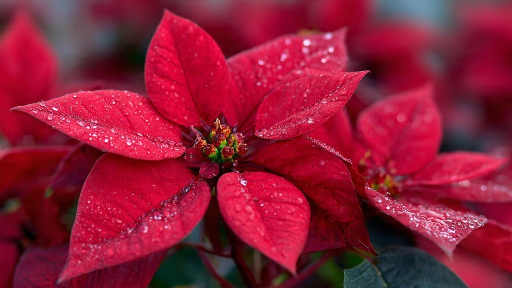 Poinsettias delivery by Fremont flower shops