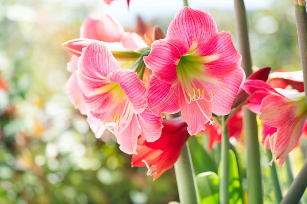 Amaryllis symbolizes steady determination