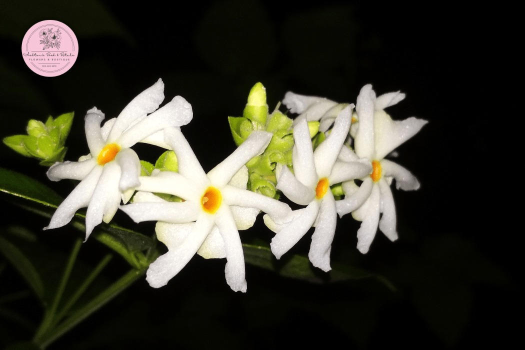 Night Jasmine (Raat ki Rani)