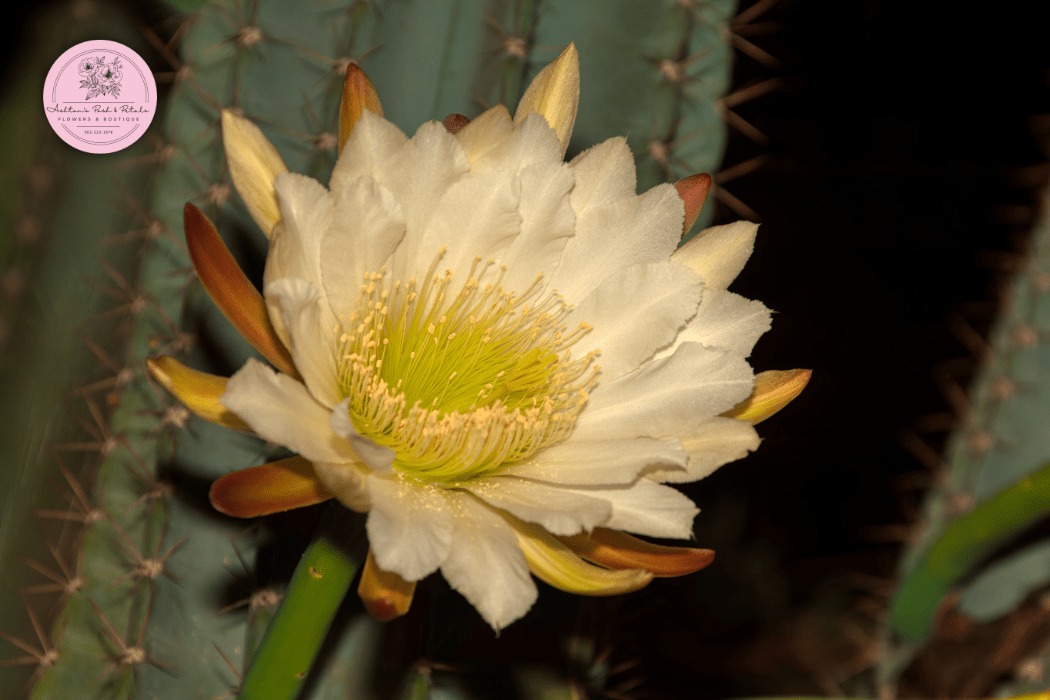 Night-Blooming Cereus