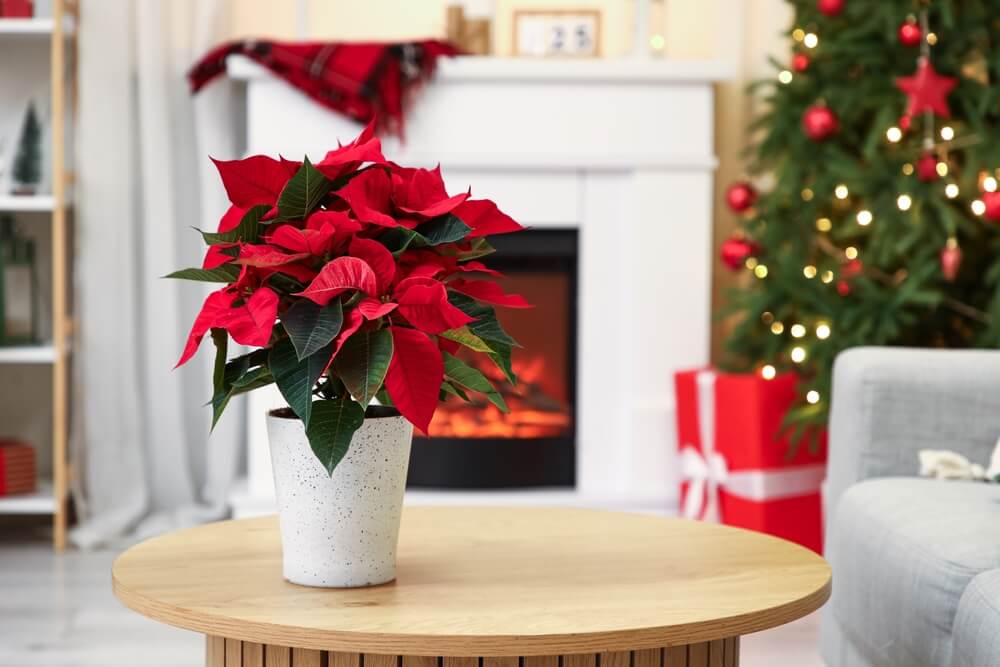 Poinsettia plant